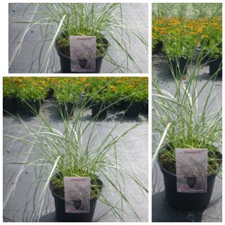 Strandhafer ~ Ammophila arenaria ~ im großen 3 Liter XL Topf ~ Sommer Gefühle ~ Gras robust & anspruchslos