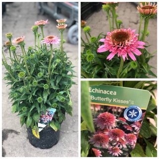 Echinacea Butterfly Kisses~gim großen 3 Liter XL Topf ~ zauberhafter Sonnenhut - zarter Blütenrausch