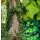 Hedera helix Hibernica   ~ 80/100cm gestäbt~ Irischer Efeu ~ mehrtriebig - starke Qualität ..immergrüner Zauber