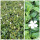 5 Töpfe Vinca Alba ~immergrüner Bodendecker~weißes Immergrün