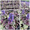 5 Töpfe Ajuga reptans Burgundy Glow, im Topf mit...