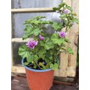 Malva sylvestris Zebrina -  jetzt knospig/blühend im...