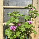 Malva sylvestris Zebrina -  jetzt knospig/blühend im...