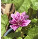 Malva sylvestris Zebrina -  jetzt knospig/blühend im XL Topf~Wilde Malve~-nur kurz erhältlich ~ Bienenfreundlich