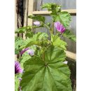 Malva sylvestris Zebrina -  jetzt knospig/blühend im XL Topf~Wilde Malve~-nur kurz erhältlich ~ Bienenfreundlich