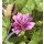 Malva sylvestris Zebrina -  jetzt knospig/blühend im XL Topf~Wilde Malve~-nur kurz erhältlich ~ Bienenfreundlich