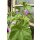 Malva sylvestris Zebrina -  jetzt knospig/blühend im XL Topf~Wilde Malve~-nur kurz erhältlich ~ Bienenfreundlich