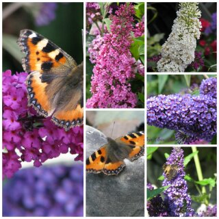 Buddleja Buzz -R- Pflanzpaket ~ Schmetterlingsfreude in 3 verschiedenen Sorten~ Schmetterlingsflieder mit tollen Duft