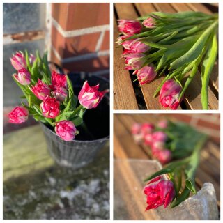 20x Frische Tulpe Flashpoint- pink gefüllt~ außergewöhnlich elegante und farbintensive Tulpen‑Sorte für die Vase