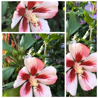 Hibiscus Hamabo~ großer C3 Topf~ 40/60 Blütenstrauch ~Bienenfreundlich