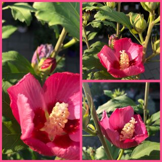 Hibiscus Woodbridge~ großer XXL 7,5 Liter Topf ~Blütenstrauch~ Bienenfreund