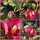 Hibiscus Woodbridge ~ großer C3 Topf ~40/60 ~ Blütenstrauch~Bienenfreund