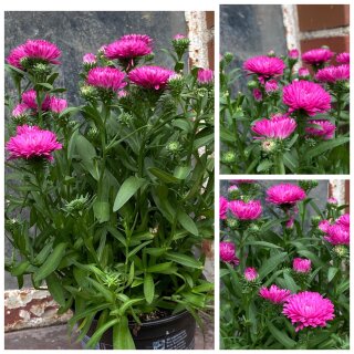 8 Stk Astern~ pink jetzt knospig/blühend~Vorteilspreis/Angebot~Deko für Garten und Balkon ~ Blütenzauber