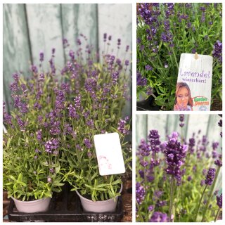 Aktionspreis Lavendel Blue Scent ~8 Stk knospig/blühend ~im Topf