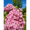 Hortensie Candybelle® Bubblegum ~  großer...