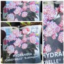 Hortensie Candybelle® Bubblegum ~  großer...
