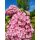 Hortensie Candybelle® Bubblegum ~  großer XL-Topf ~ die Annabelle mit traumhaften rosa Blütenbälle wie riesige Kaugummiblasen -