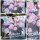 Hortensie Candybelle® Bubblegum ~  großer XL-Topf ~ die Annabelle mit traumhaften rosa Blütenbälle wie riesige Kaugummiblasen -