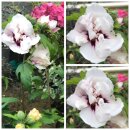 Hibiscus Speciosus~ Großer XL 3 Liter Topf~...