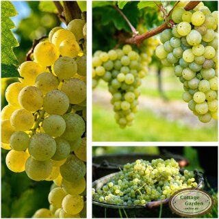 Weinrebe ~ Weintraube Arkadia ~ starke 80/100 cm im XL 3 Liter Topf ~ kernarm, pilzfest & lecker