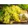 Weinrebe ~ Weintraube Arkadia ~ starke 80/100 cm im XL 3 Liter Topf ~ kernarm, pilzfest & lecker
