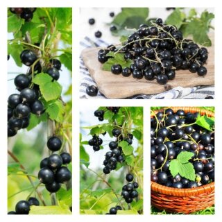 Schwarze Johannisbeere Ben Tirran-S-extra Qualität im großen 4 Liter XL Topf ~ leckere pilzfeste Sorte
