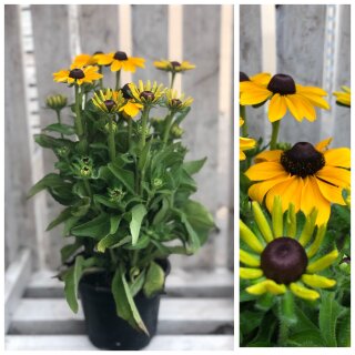 Rudbeckia im Topf jetzt knospig/blühend- Dekoqualität~ Sonnenhut ~ Blütenpracht für Garten und Balkon ~ Top