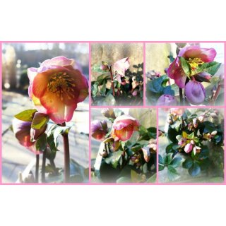Helleborus Premium Rosetta - jetzt voll blühend in schönen rosa-rot ~ besonders im XL Topf- Schneerose