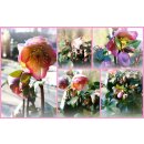 Helleborus Premium Rosetta - jetzt voll blühend in...