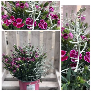 Buntermixtopf aus Nelken und Stacheldraht~ Top Flowers