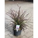 Pennisetum rubrum~ Rotes Lampenputzergras~  Kübeldeko ~ Sommer und Herbst ~ Flowers C3 Topf