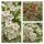 Weißdorn 70/100 kräftige im Topf ~ Crataegus-  Heimisch-Hecken Gehölz mit Nutzwert für Vögel und Insekten- Wertvoll