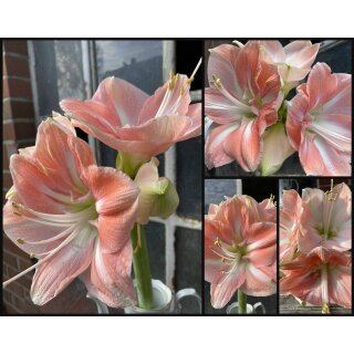 Amaryllis Darling rose mit weiß große Blühte ~ Ritterstern ~ Winterliche Vasendeko ~ Flowers