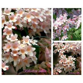 Kolkwitzie amabilis 60/90 -starke im XL Topf~ Perlmuttstrauch ~ Rosaweißer zarter Blütenrausch ~Bienenfreundlicher Garten