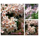 Kolkwitzie amabilis 60/90 -starke im XL Topf~...