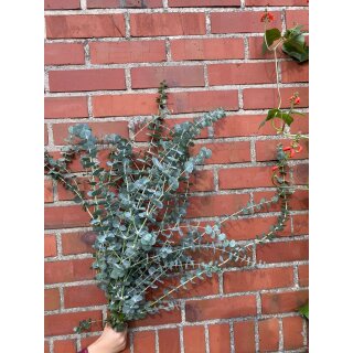 Eukalyptus Baby Blue ein frisches Bund~ tolle Deko für die Vase, Kränze, Gestecke ..trocknet super ein