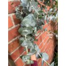 1 frisches Bund Baby Blue Eukalyptus- duftend und elegant...