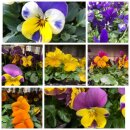 3 Stk frische Hornveilchen im Topf ~ Happy Autumn-Mix ~...