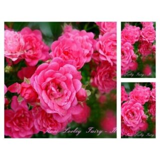 Rose Lovely Fairy -R- im großen Topf ~ verspielte Rosenromantik..Farbcharme bis zum Herbst