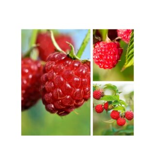 Himbeere TwoTimer® Sugana® im großen Topf -starke Qualität ~2x Vollertrag mit Waldhimbeeraroma