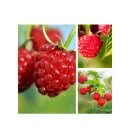 Himbeere TwoTimer® Sugana® im großen Topf...