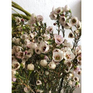 Bund Wachsflower creme/weiß   ~ zarte Blüten für natürliche Deko, Vase & Floristik ~ langlebige Schnittblume