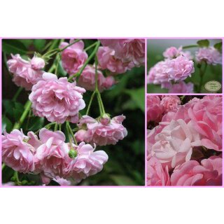 Rose The Fairy ~starke im großen XL Topf- Rosa verspielte Rosenromantik...