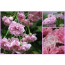 Rose The Fairy ~starke im großen XL Topf- Rosa...