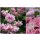 Rose The Fairy ~starke im großen XL Topf- Rosa verspielte Rosenromantik...