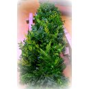 Bunte Koniferen-Girlande per 1m..frische Advents-und...