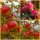 Zierapfel Rudolph 60/100 starke Qualität~ Farbtupfer mit Frucht-Charme