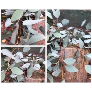 1 Bund Eukalyptus Populus~ Frische Deko ~ duftig ~ Dekotipp