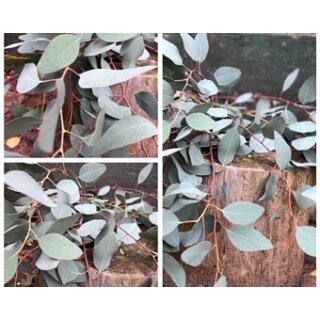 1 dickes Bund Eukalyptus Populus~ Frische Deko ~ duftig ~ Dekotipp