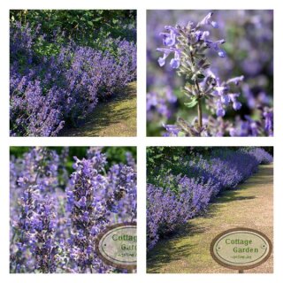 5 Töpfe Katzenminze Nepeta faassenii ~kräftige im Topf gewachsen~  Rendezvous im Rosengarten - Bienenfreund